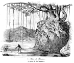 INDIA.- �RBOL DE LOS BANIANOS (HIGUERA)
